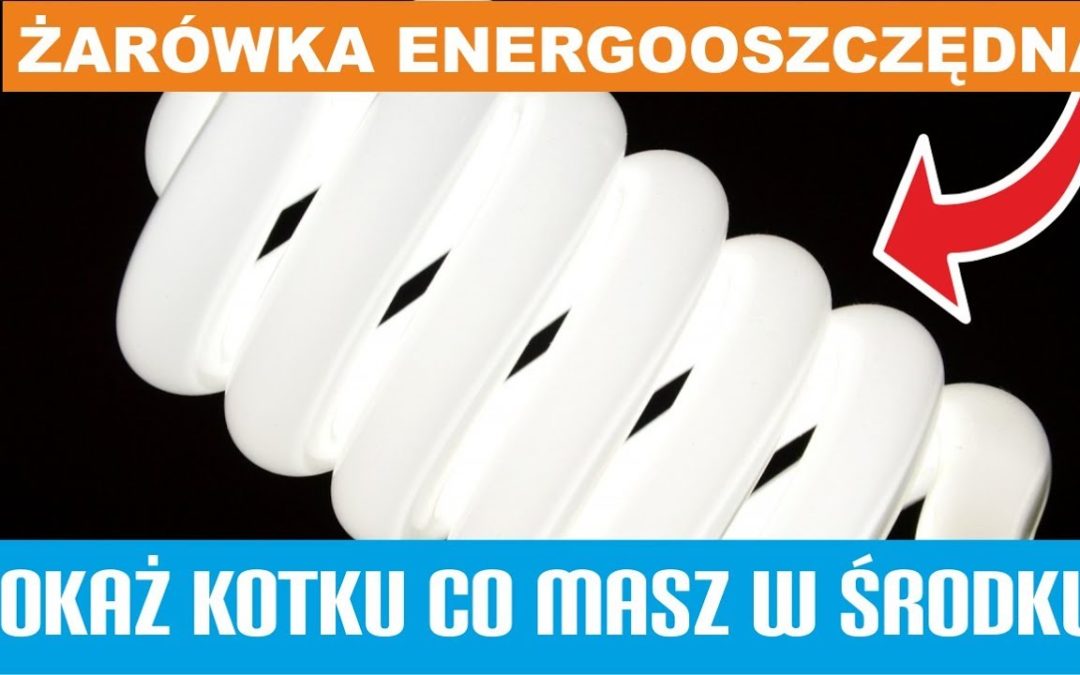 Pokaż kotku co masz w środku – Żarówka Energooszczędna