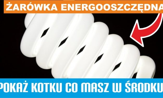 Pokaż kotku co masz w środku – Żarówka Energooszczędna